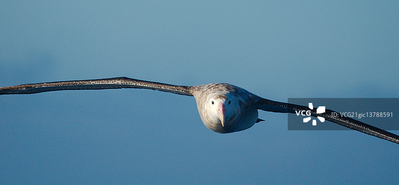 漂泊信天翁幼鸟头部正面照图片素材