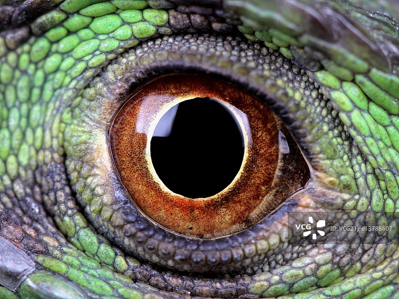 水龙之眼图片素材