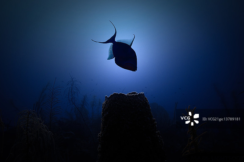 轮廓剪影中的皇后扳机鱼图片素材