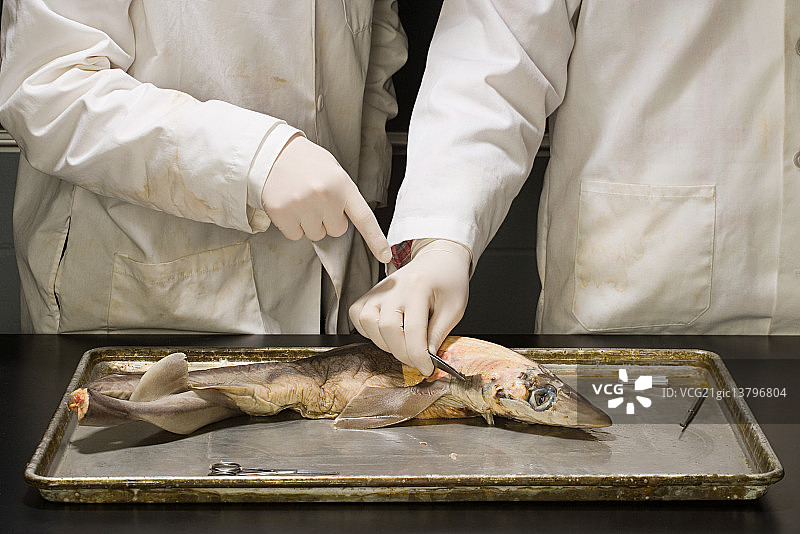 两人正在对死鱼进行实验图片素材