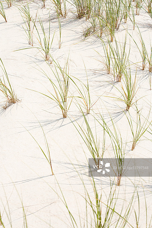 沙滩与海草图片素材