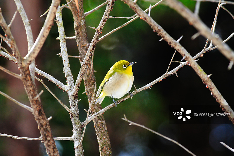 白眼鸟图片素材