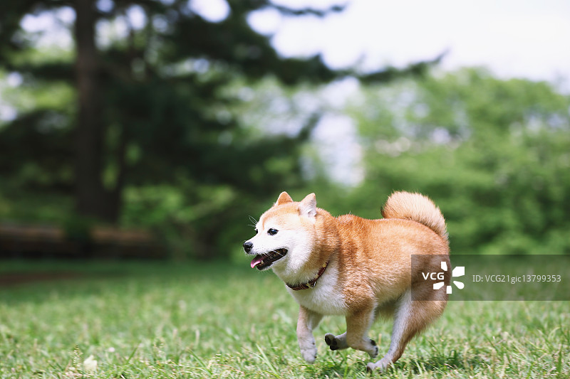 城市公园里的柴犬宠物图片素材