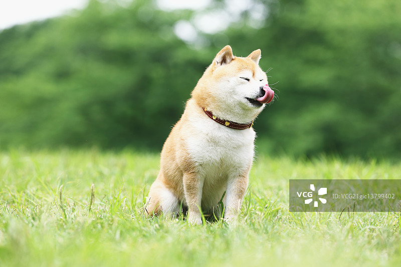 城市公园里的柴犬宠物图片素材