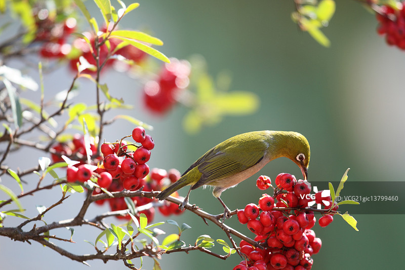 白眼鸟图片素材