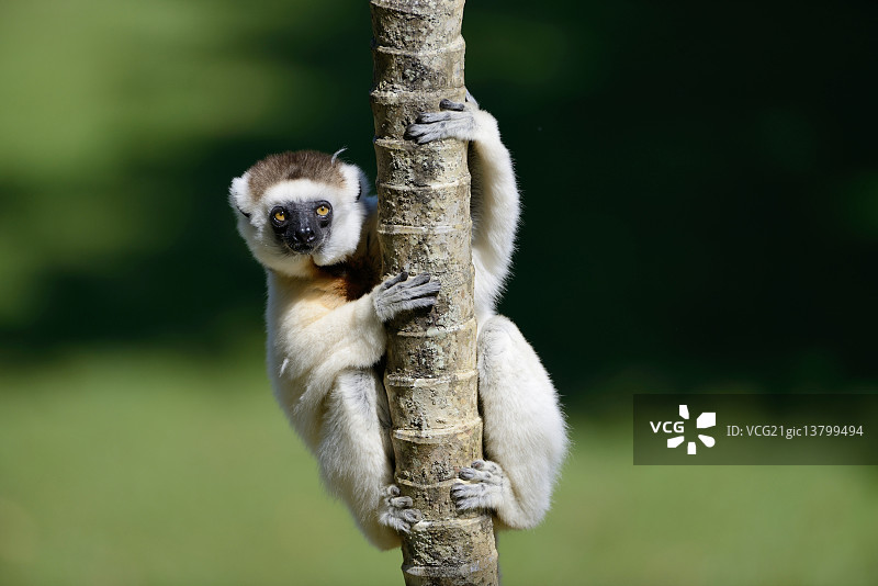 狐猴科图片素材