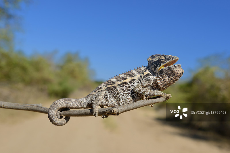 变色龙图片素材