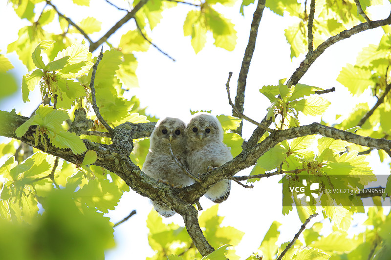 乌拉尔猫头鹰图片素材