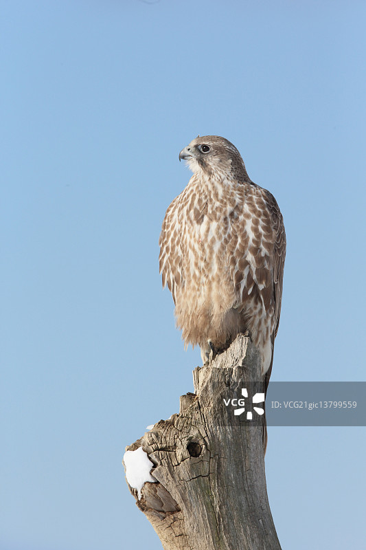 猎鹰图片素材
