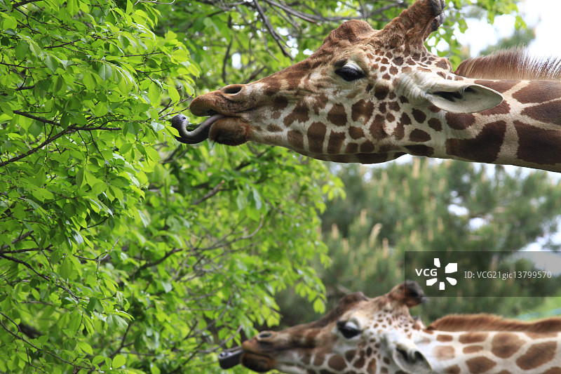 长颈鹿图片素材