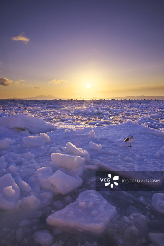 虎头海雕图片素材