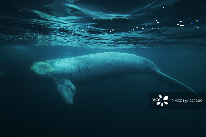 水下生物图片素材