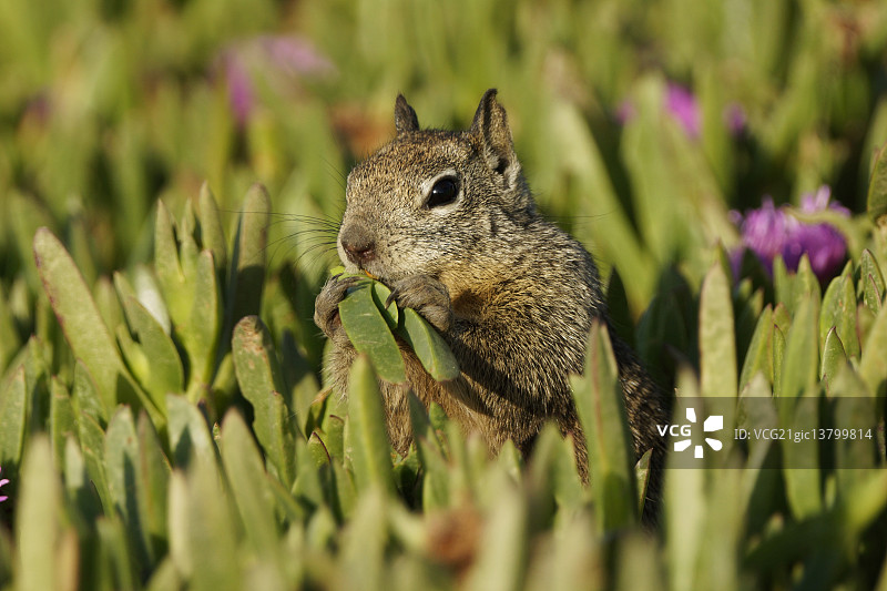 加州地松鼠图片素材