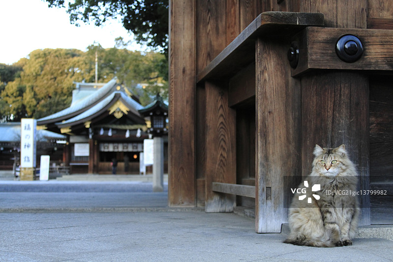 猫的肖像图片素材