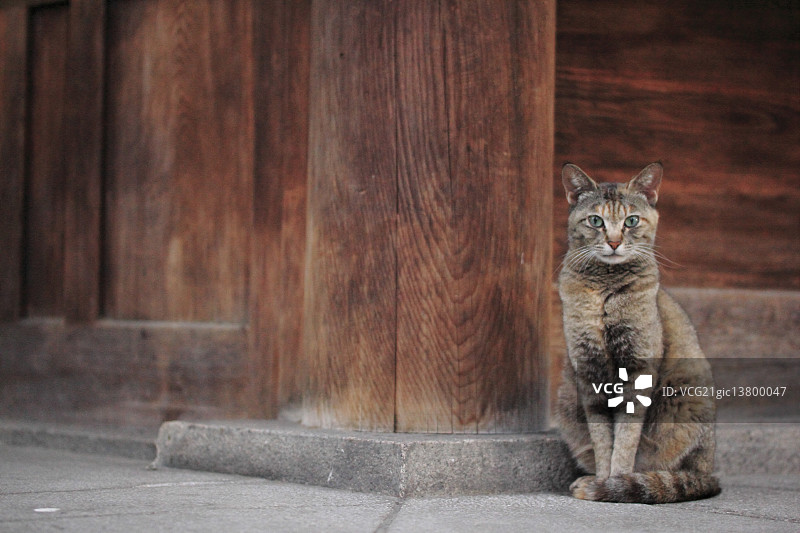 猫的肖像图片素材