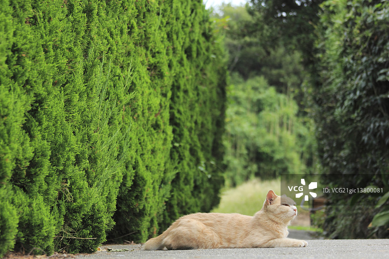 猫的肖像图片素材
