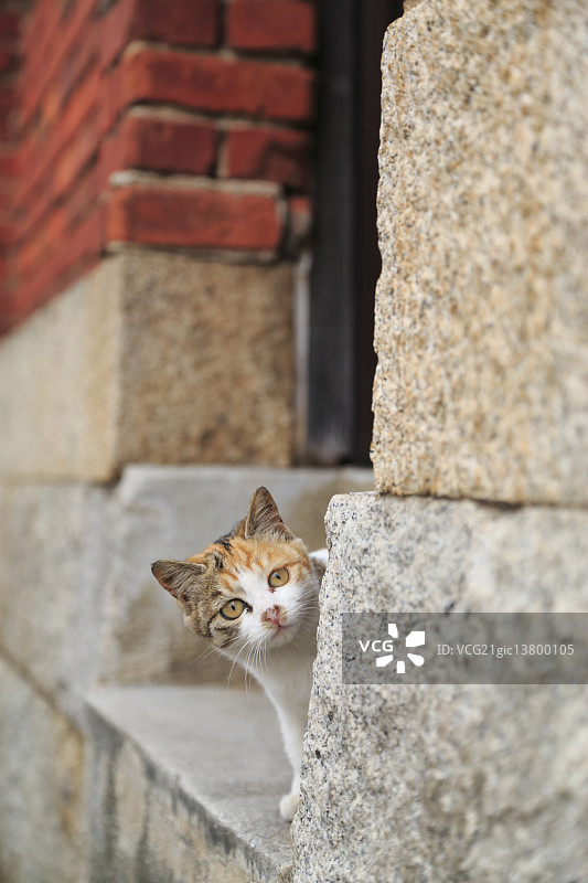 猫的肖像图片素材