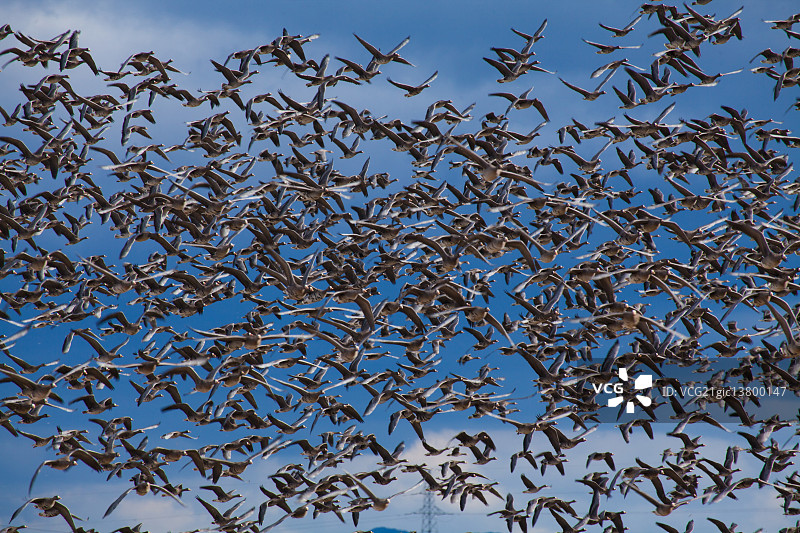 白额雁图片素材