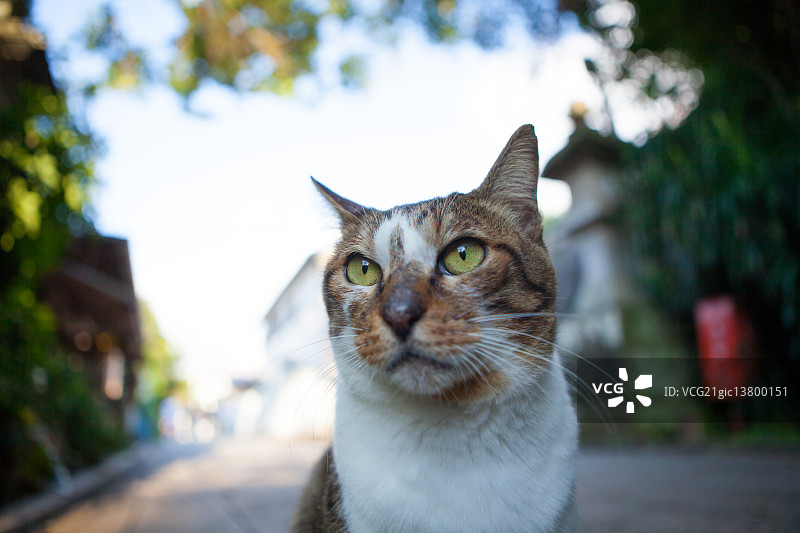 猫的肖像图片素材