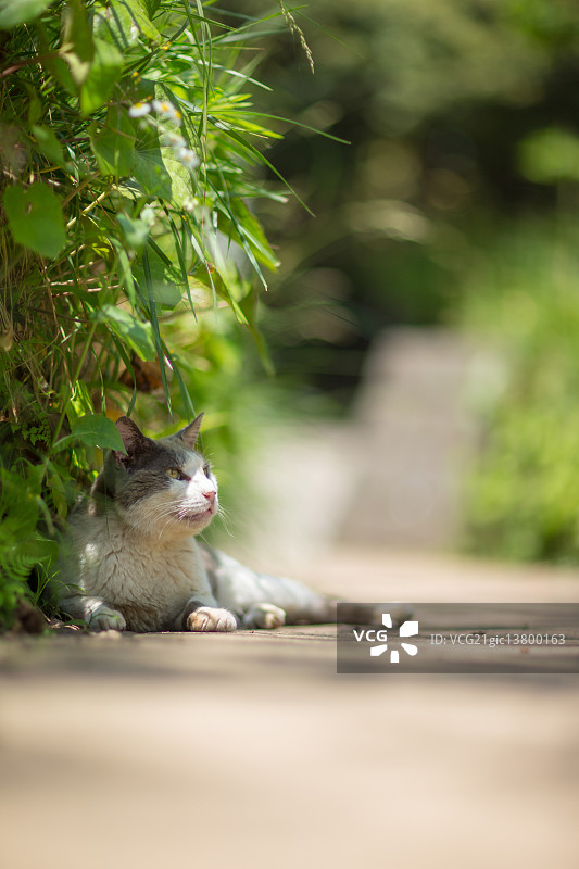猫的肖像图片素材