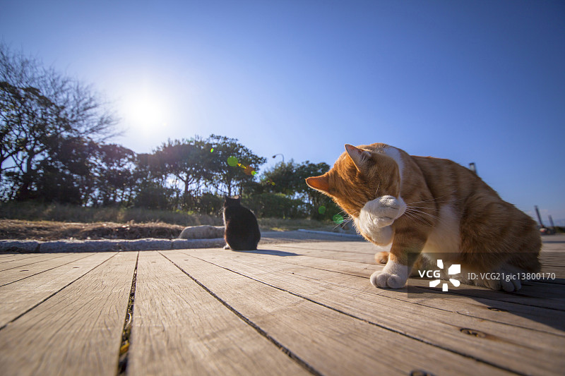 猫图片素材
