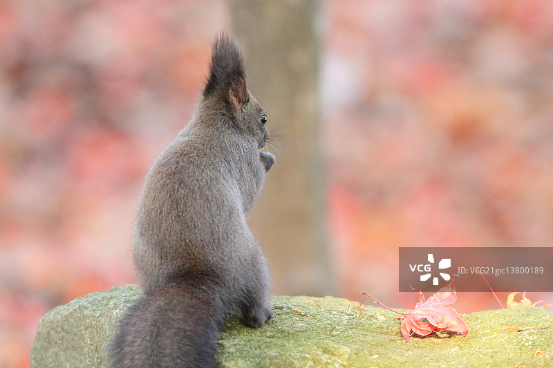 北海道松鼠图片素材