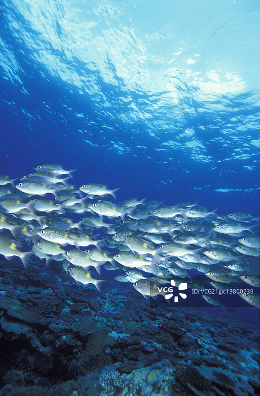 水下生物图片素材