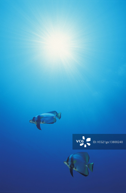 水下生物图片素材