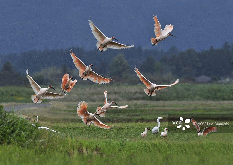 宜必思图片素材
