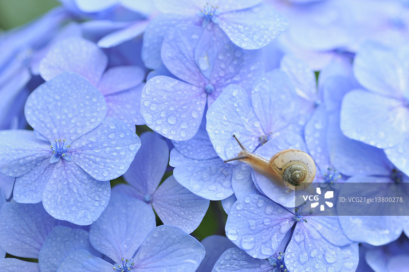 陆地蜗牛图片素材