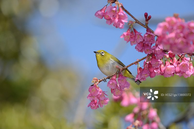 白眼鸟图片素材