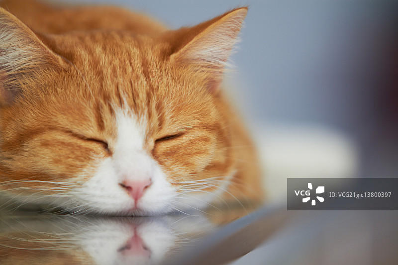 猫的肖像图片素材