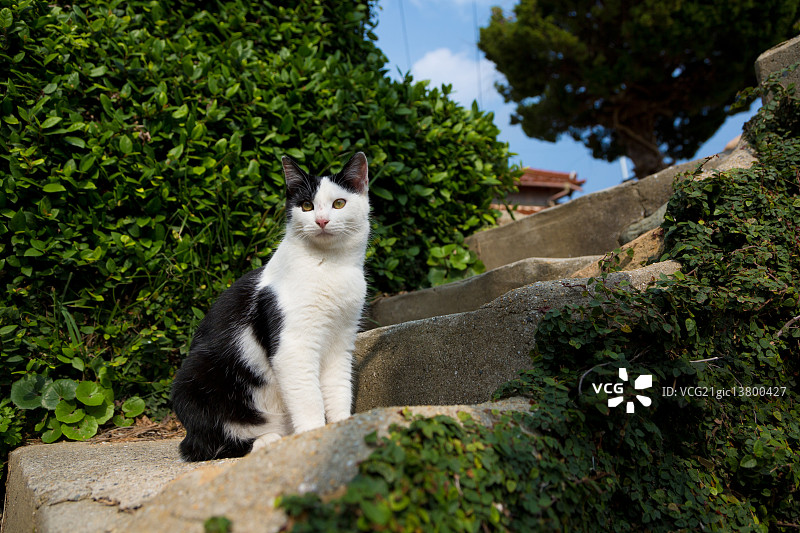 猫的肖像图片素材