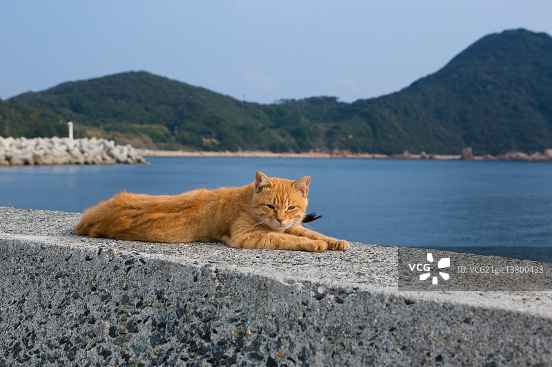 猫的肖像图片素材