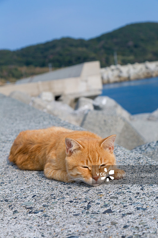 猫的肖像图片素材