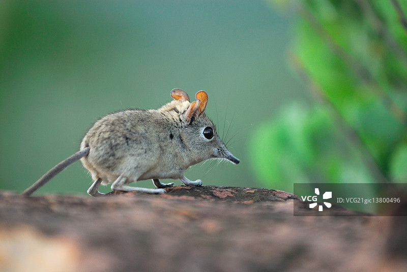 长鼻跳鼠科图片素材