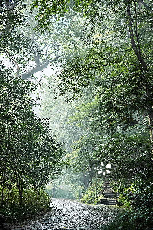 竹林深处的悠然小径图片素材