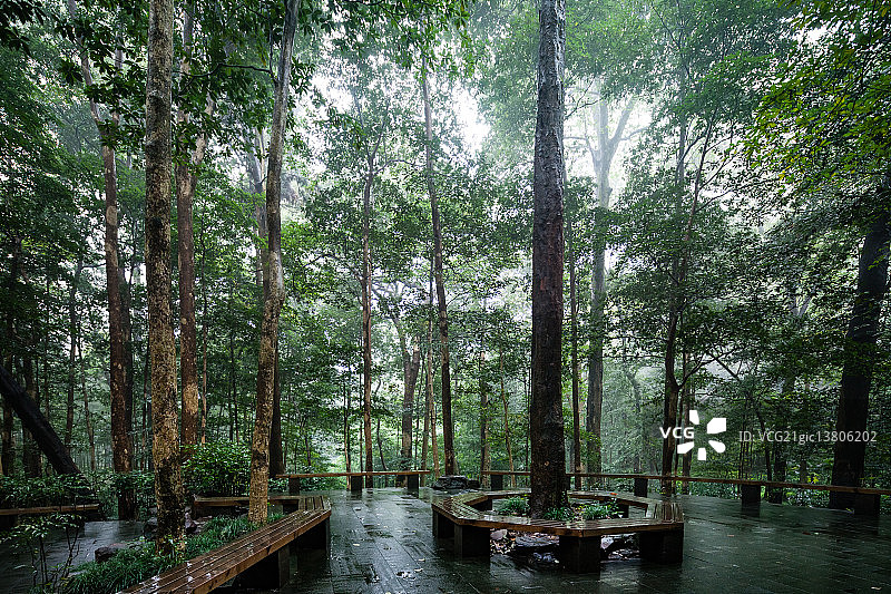 幽静树林图片素材