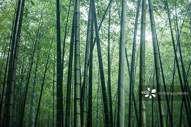 幽静竹林图片素材