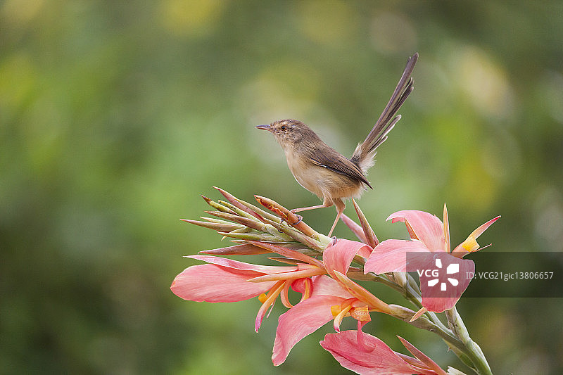 美人蕉上的蕉莺图片素材