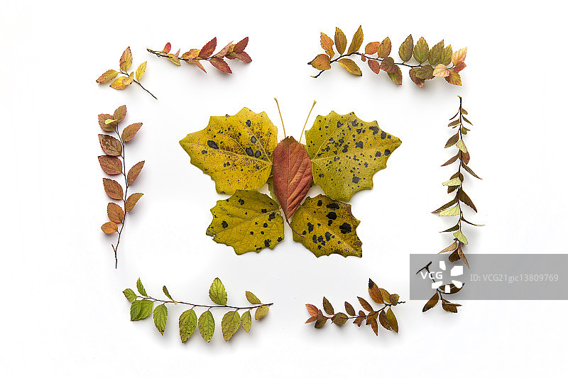 落叶蝴蝶图片素材