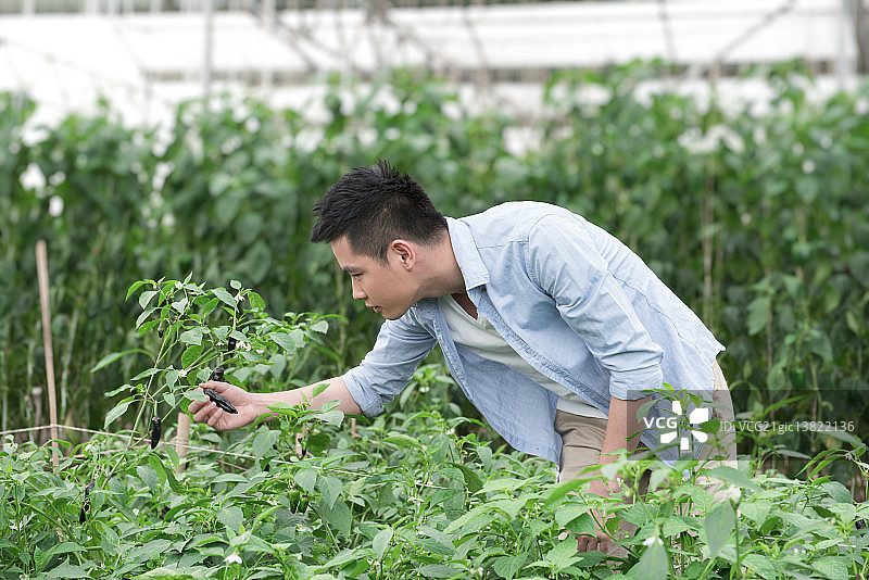 Young man checking on plant in organic vegetable garden图片素材
