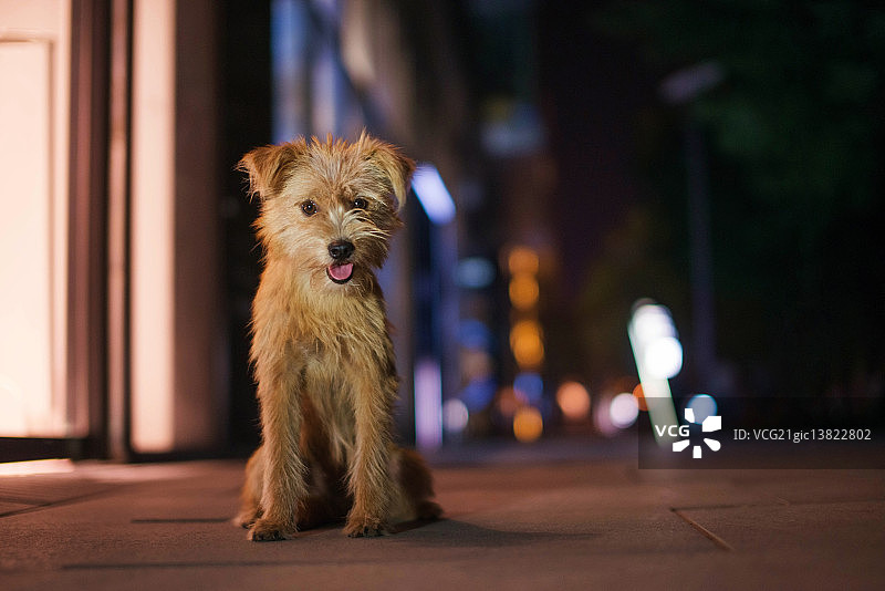 街头的流浪狗图片素材