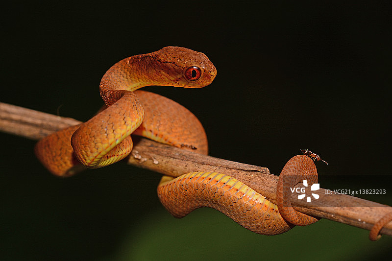 爬行-钝头蛇图片素材