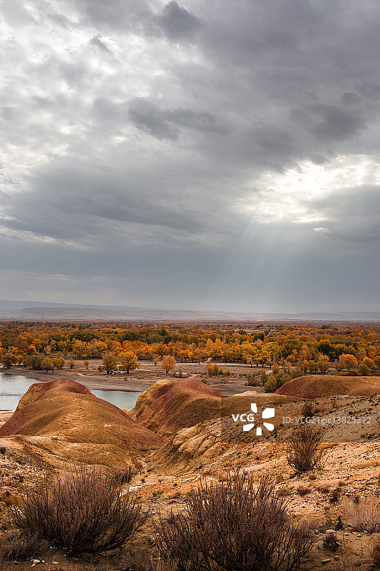 河滩森林秋色图片素材