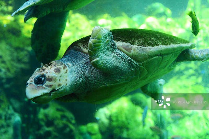 海底的乌龟图片素材