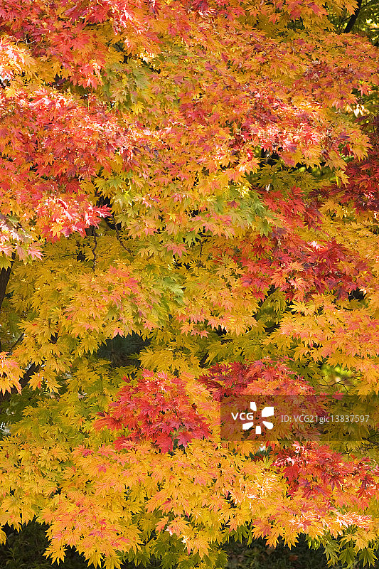 枫树，南怡岛，春川，江原道图片素材