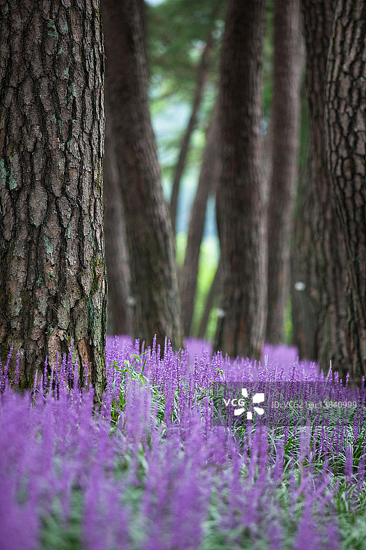 阔叶山麦冬图片素材