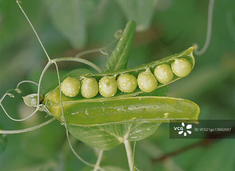 韩国豆子图片素材