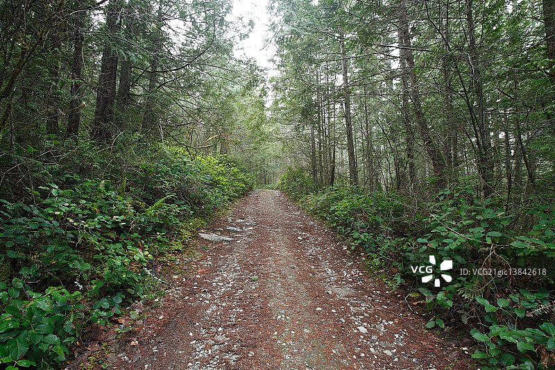 加拿大温哥华岛森林图片素材
